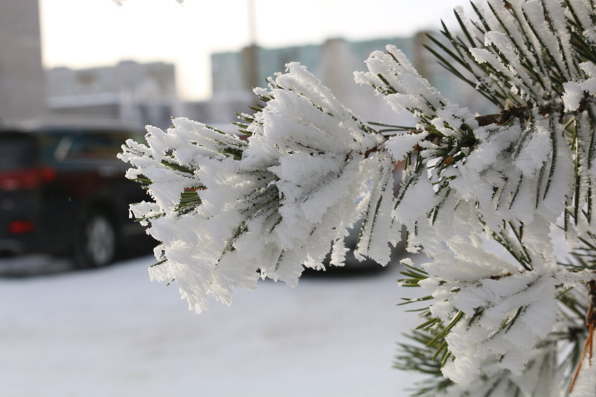 Шубки инея - Ольга 