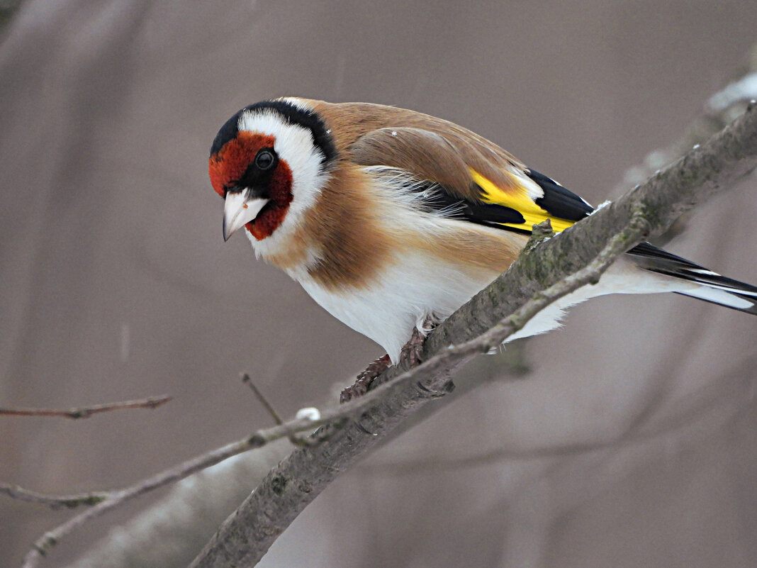 Щегол - Лина 