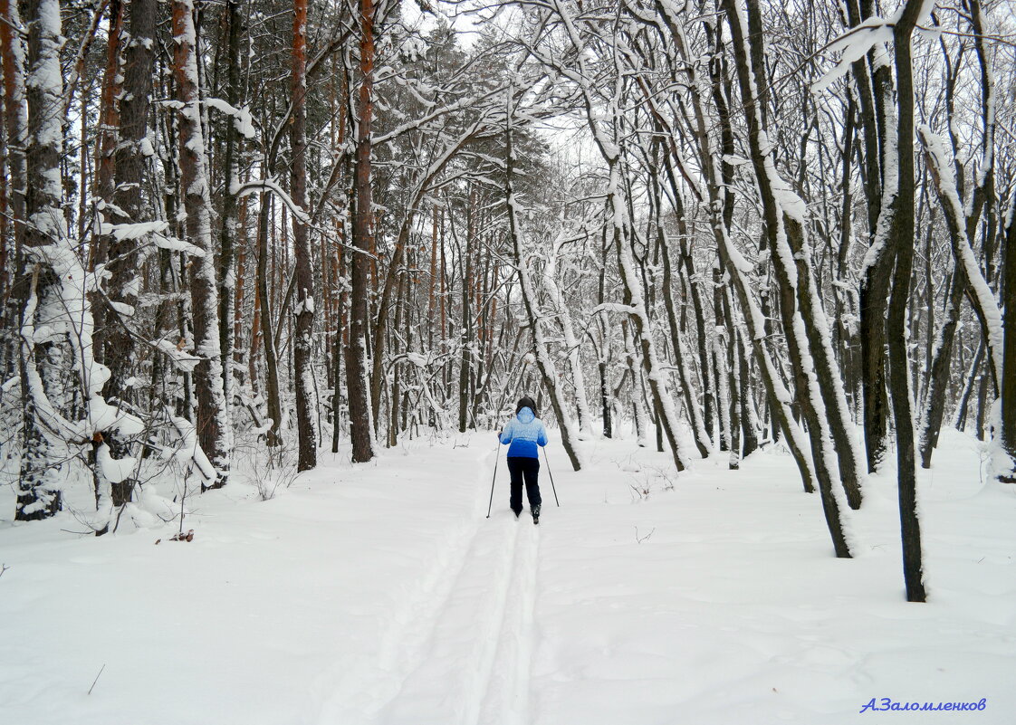 На лыжне января - Андрей Заломленков