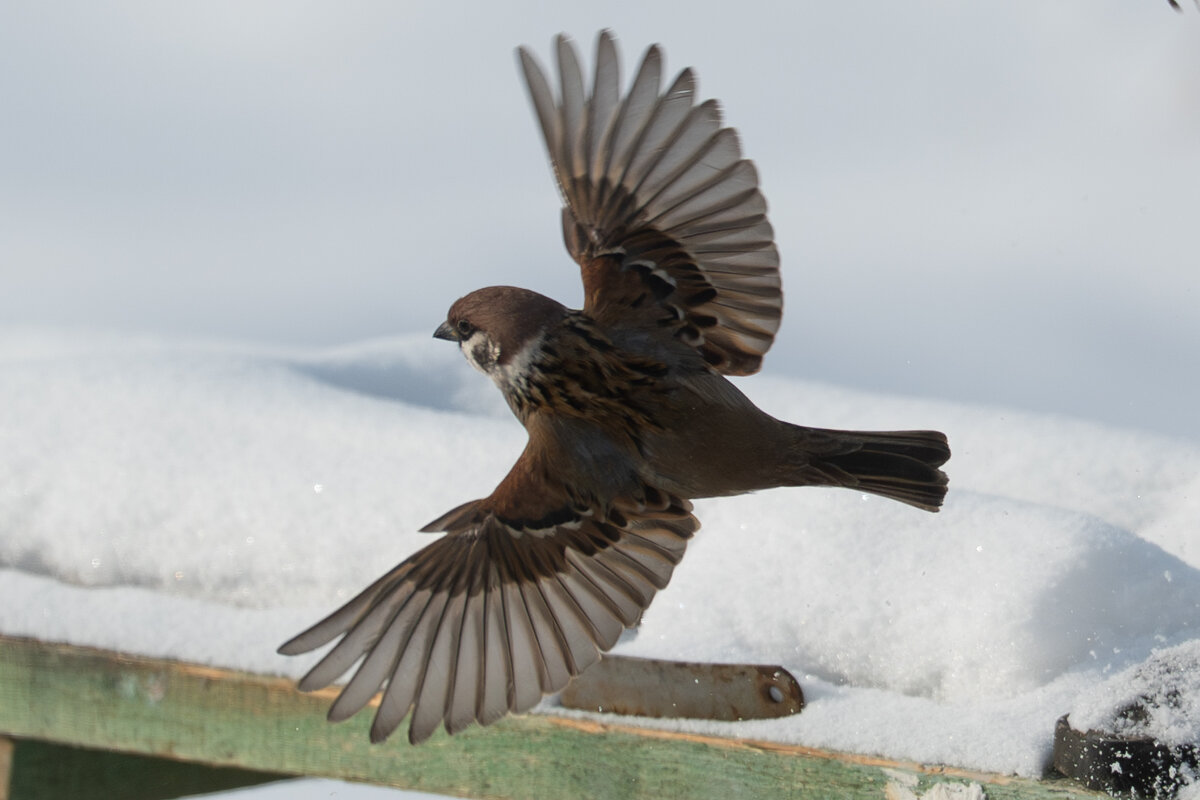 1 - Сергей Флетчер