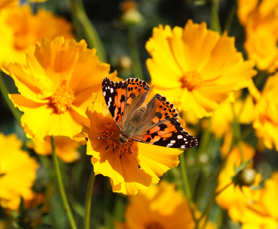 *** - Александр. AVG100 ---