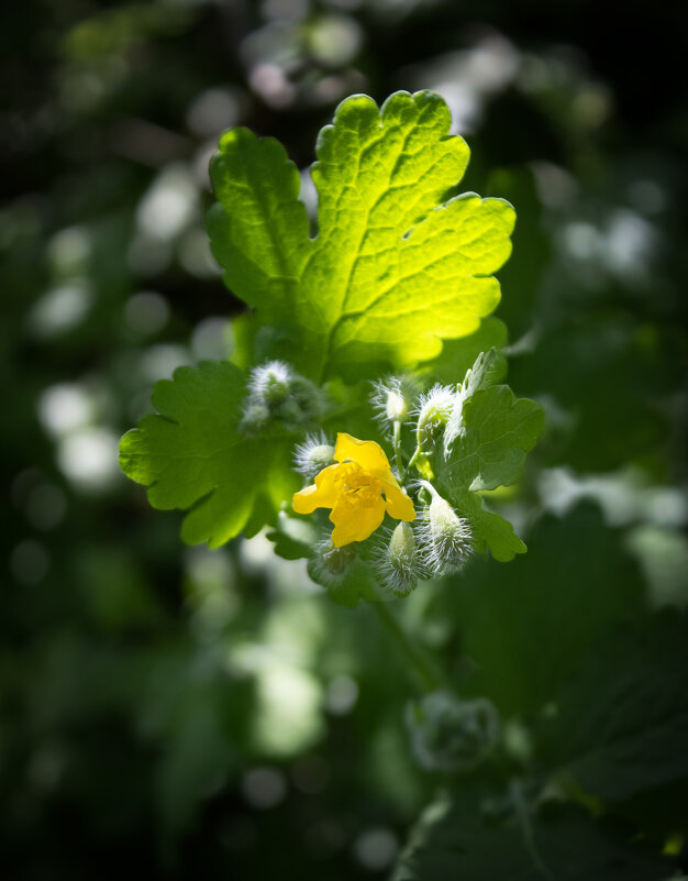 *** - Александр. AVG100 ---