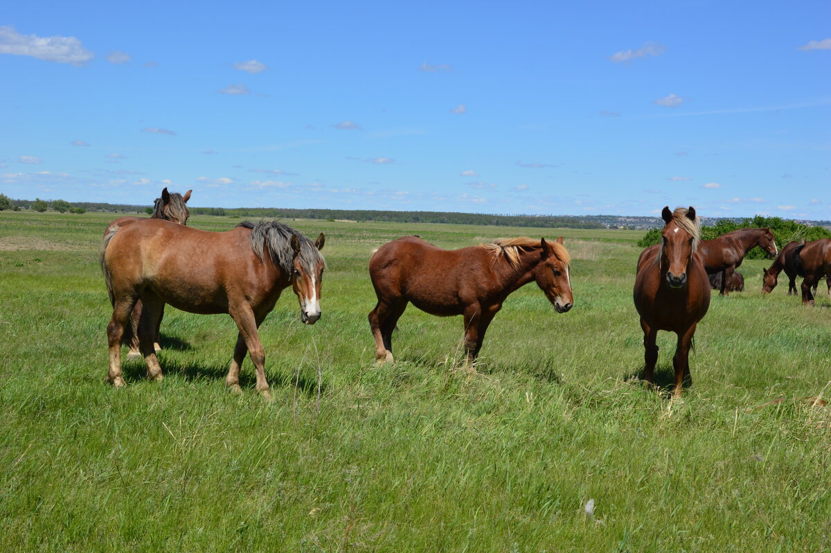 Донские виды. - Виктор 