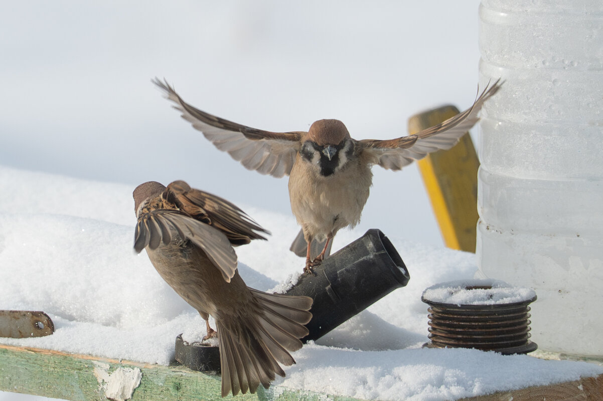 2 - Сергей Флетчер
