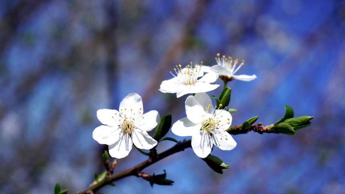 Вишня? - Virtpil Virtpil