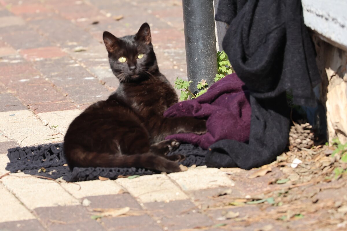 Старьевщик - Аркадий Басович