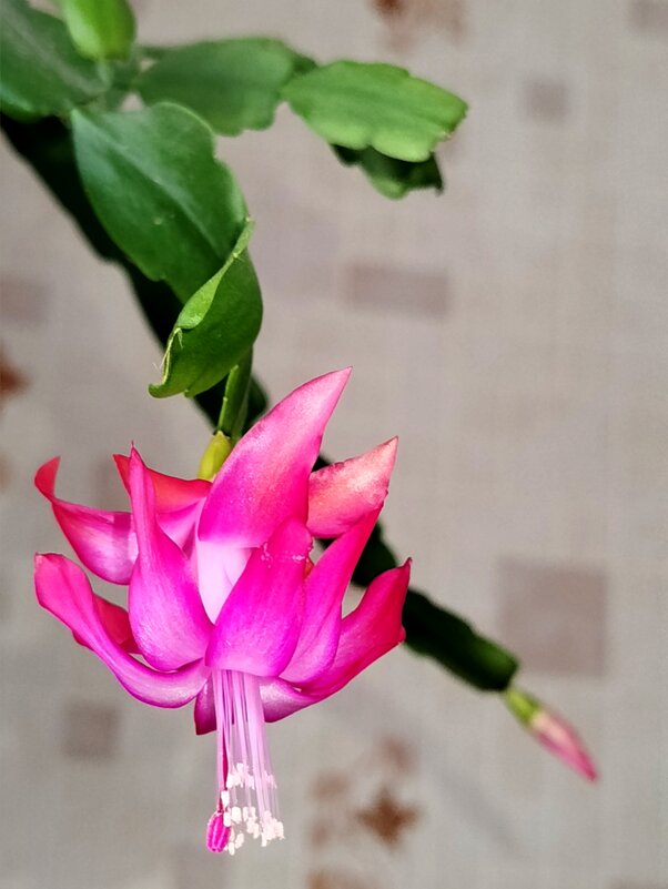 Декабрист - светлана льдокова