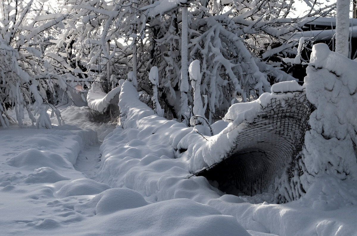 заснежило - Aleksandr 