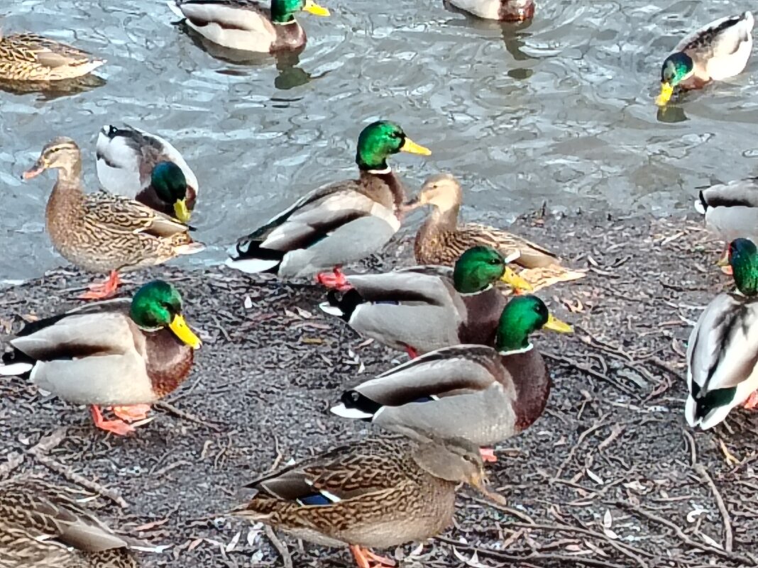 Красавцы селезни - Надежда 