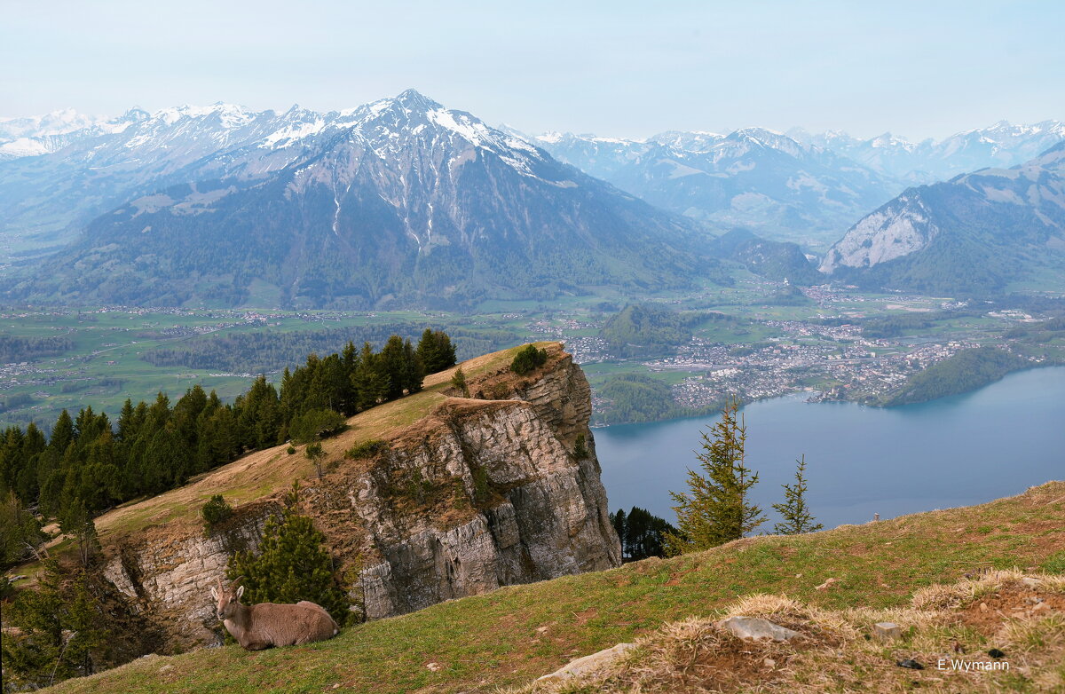 spring - Elena Wymann