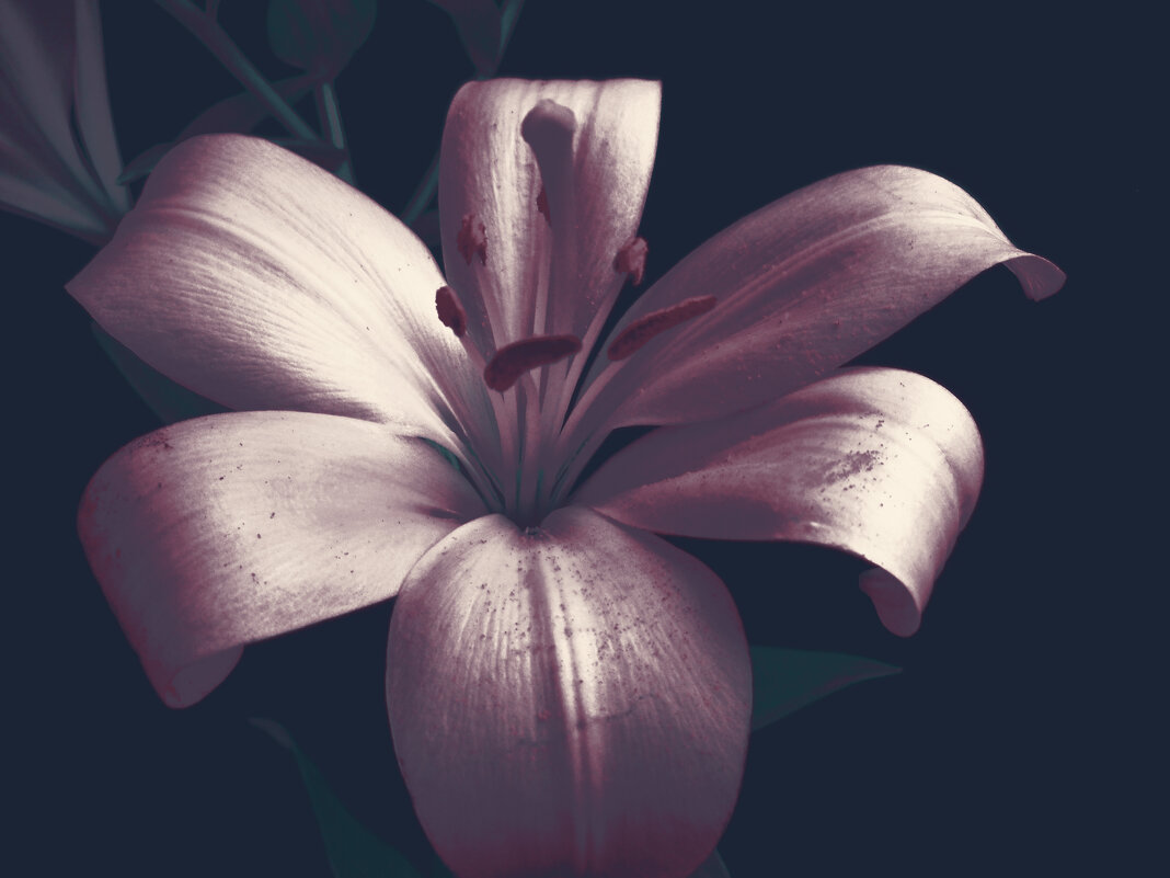 Лилия - Victoria 