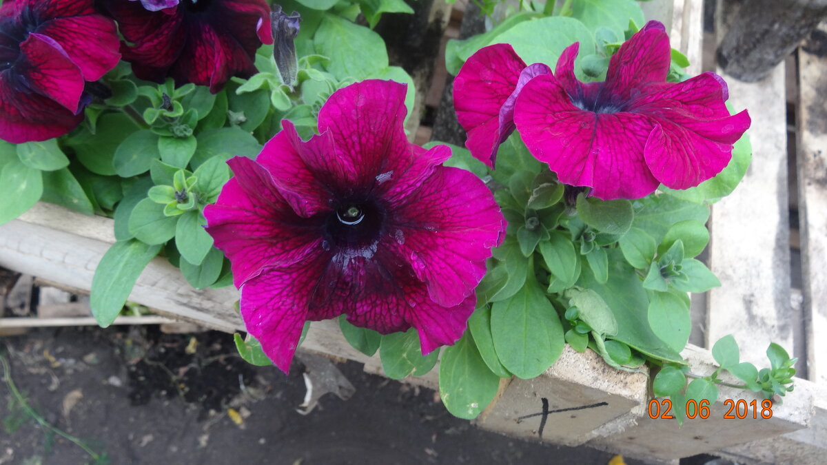 ПЕТУНИИ - СЕРГЕЙ ФИЛОЧКИН