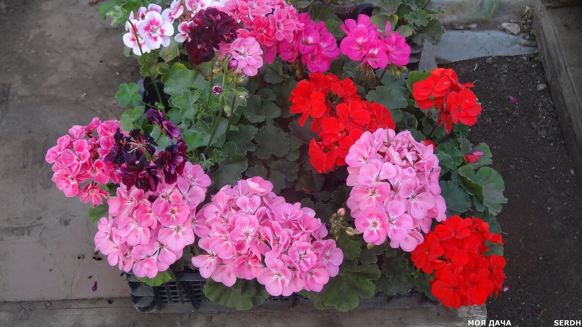 ЦВЕТЫ - СЕРГЕЙ ФИЛОЧКИН