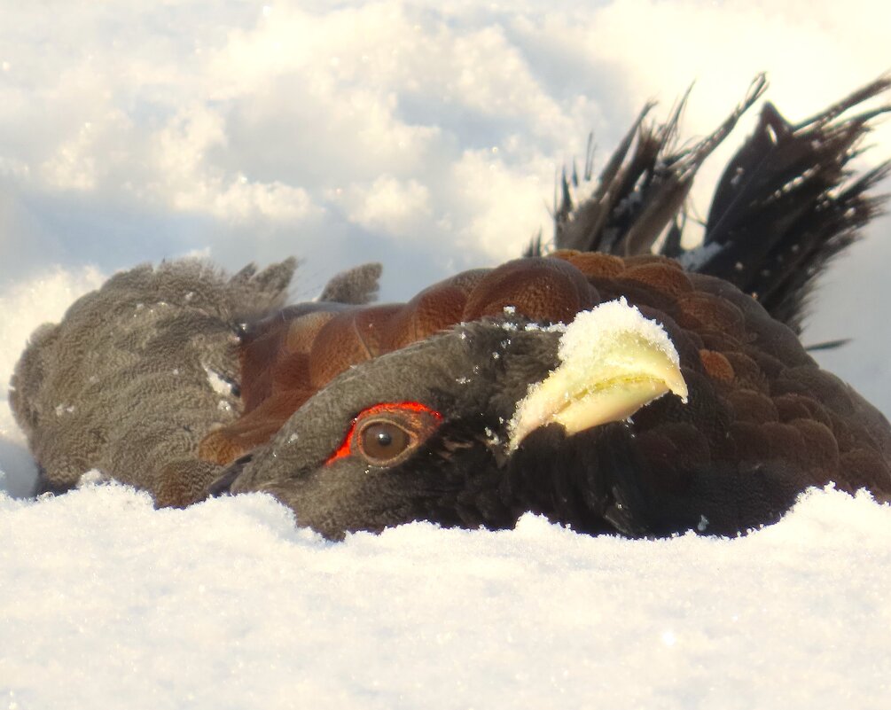 Глухарь закопался в снег. - Ольга Митрофанова