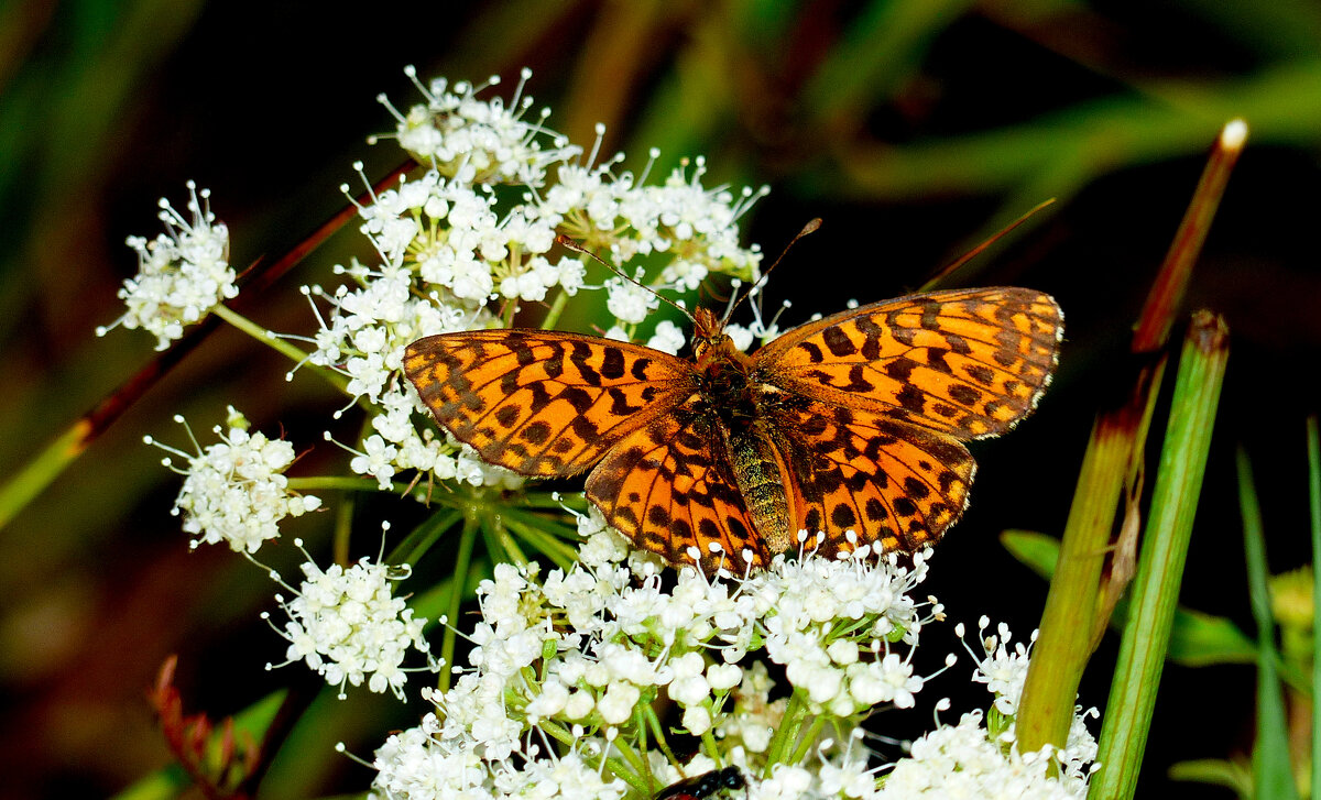 опять про бабочек...339 - Александр Прокудин