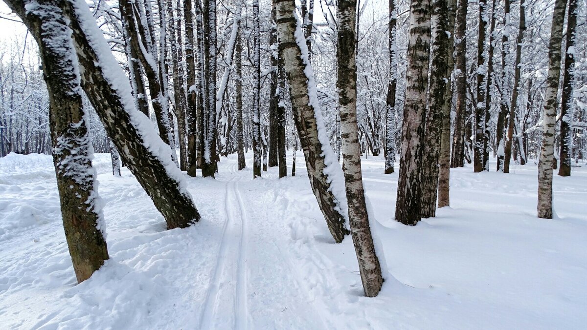 Городской парк в январе. - Милешкин Владимир Алексеевич 