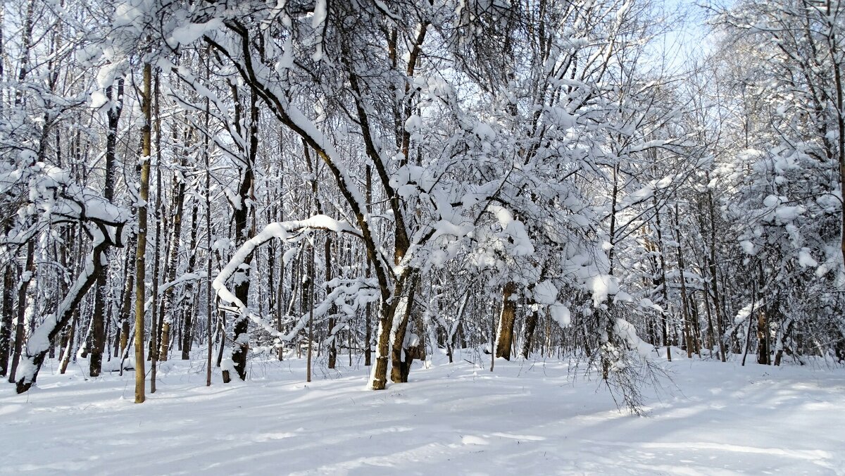 Зима в январе. - Милешкин Владимир Алексеевич 