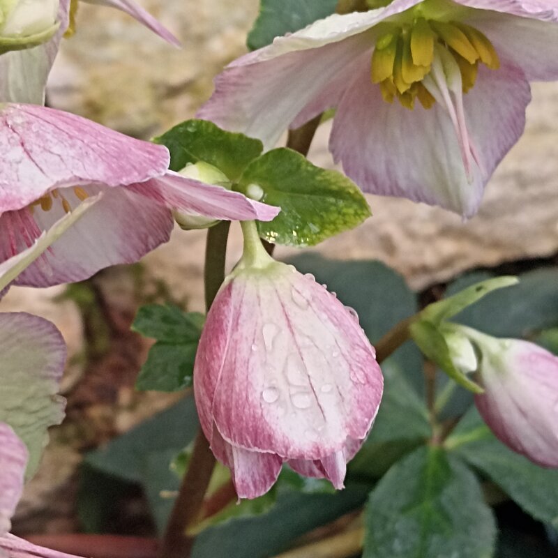 Бутончики - Pippa 