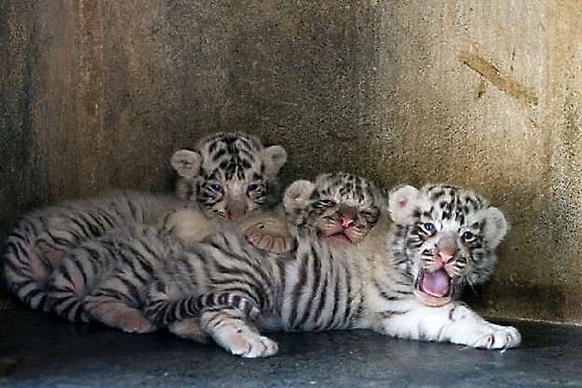 Фото репортаж из зоопарка -14 - irina Schwarzer 