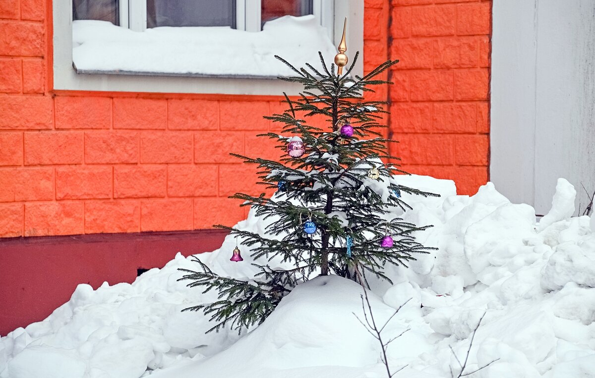 Хорошо иметь ёлочку у дома - Валерий Иванович