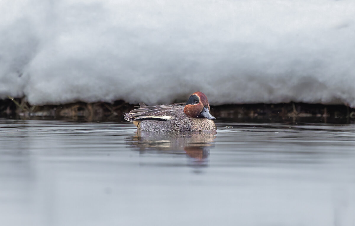 чирок свистунок - юрий макаров