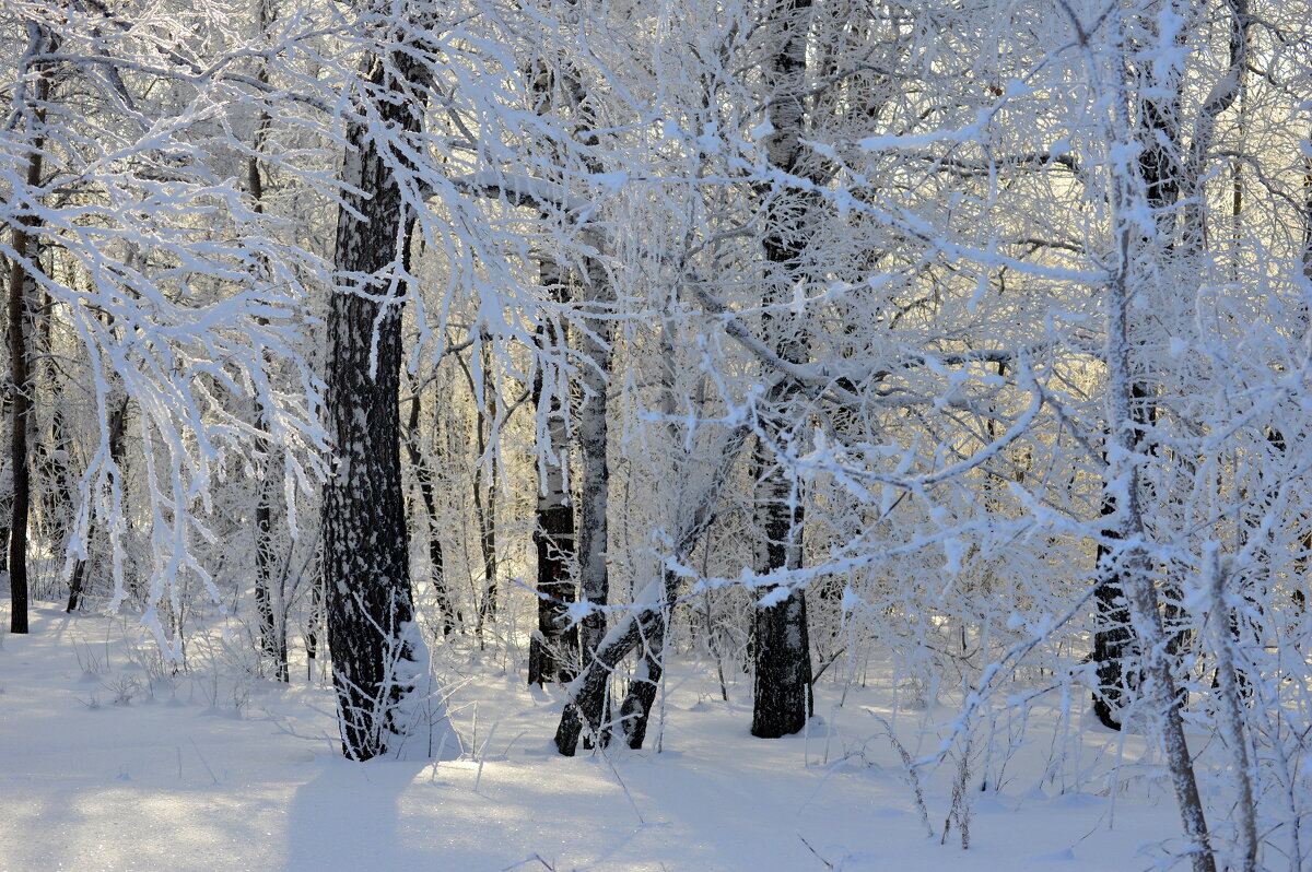Чародейкою Зимою околдован, лес стоит - Татьяна Лютаева