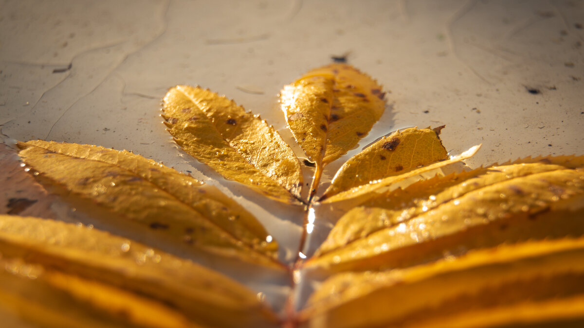 Осень - Андрей C