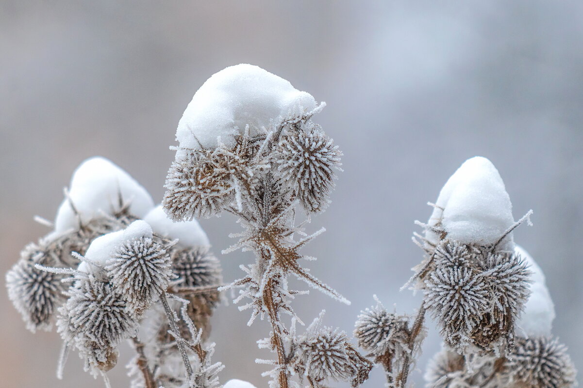 Январская картинка. - Анатолий. Chesnavik.