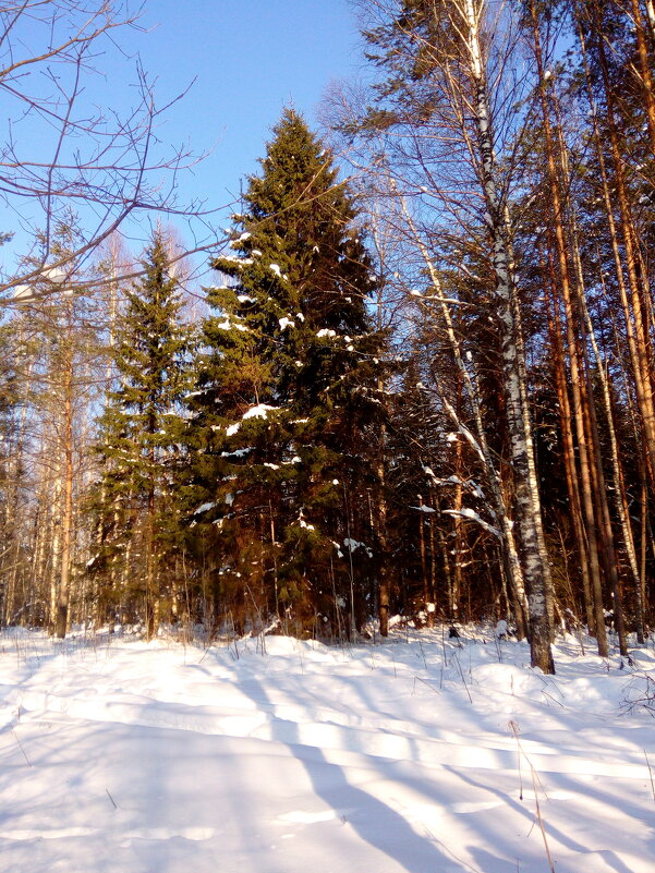 Солнечный день в лесу - Наталья ***