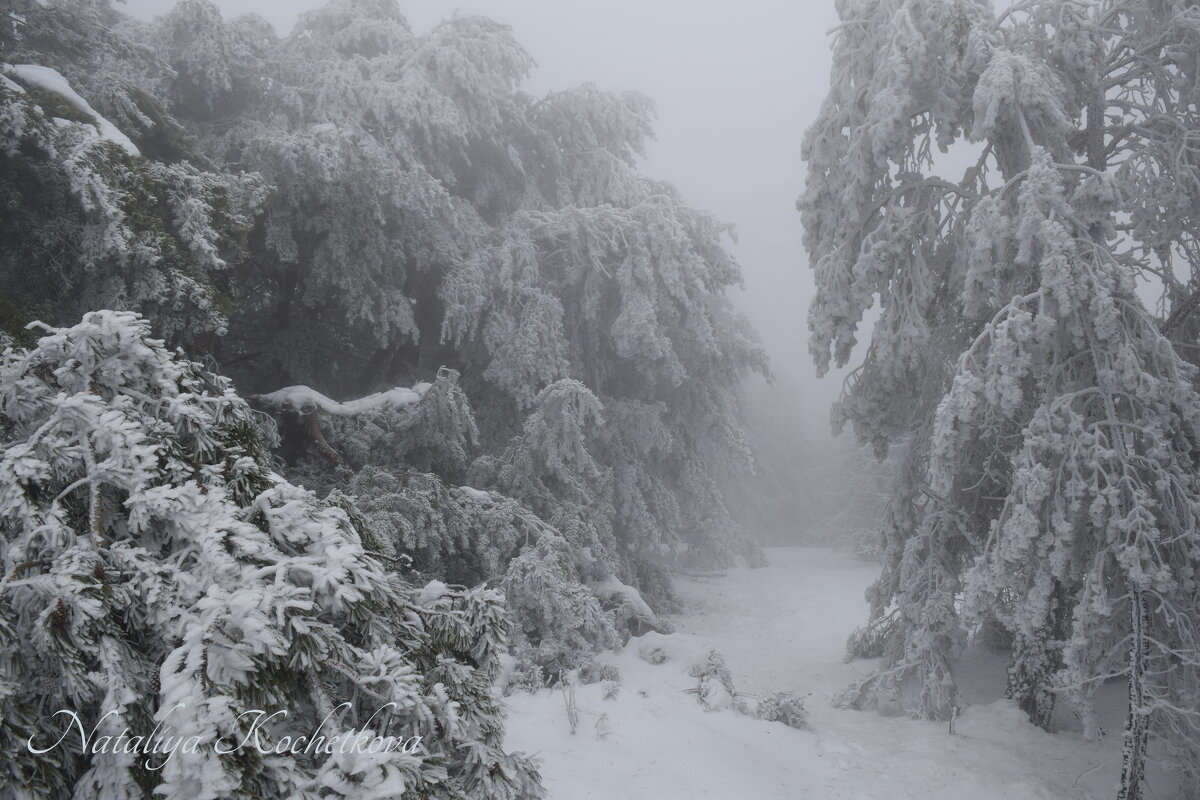 Природа Крыма - Amazing Cosmea