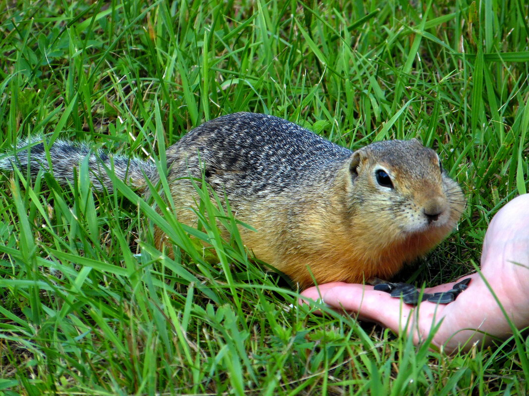 Перемещение семечек за щёки. - nadyasilyuk Вознюк