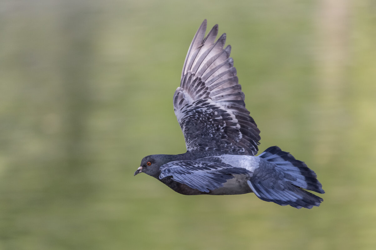 Гулька - Игорь Шевченко