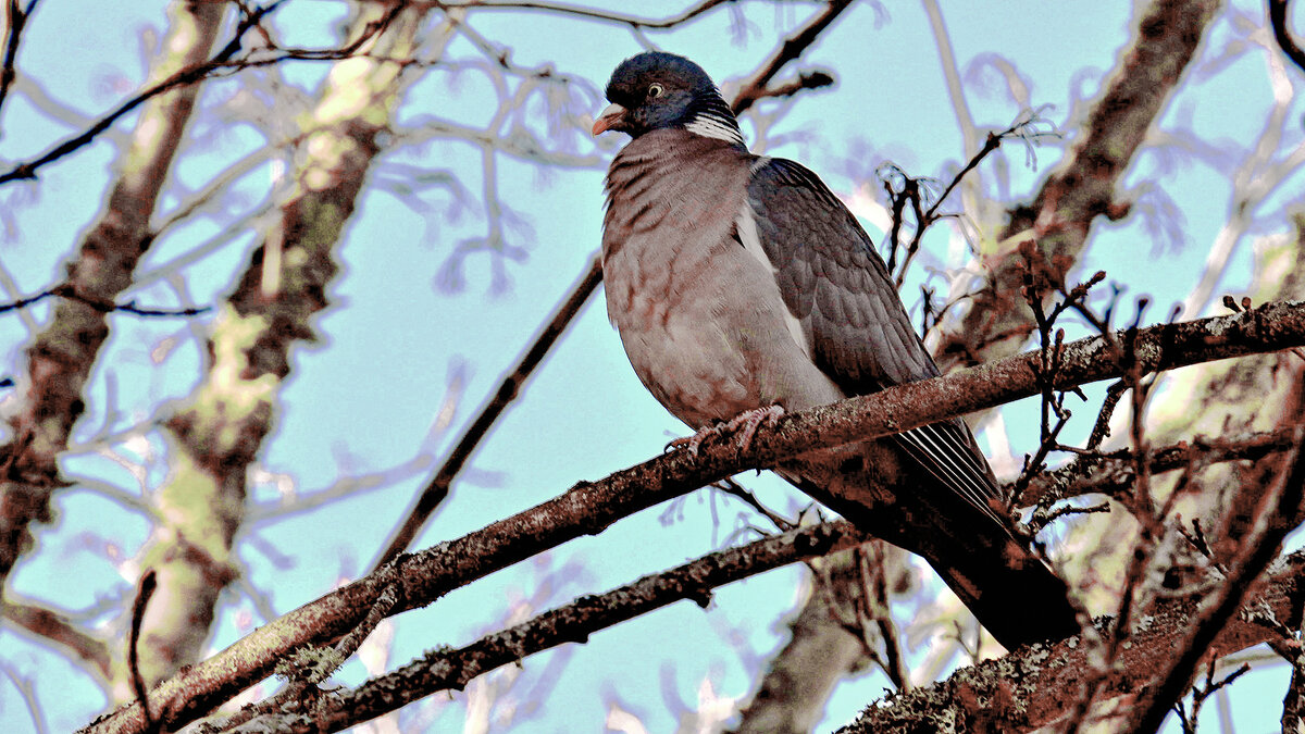 Вяхирь - Alexandеr P