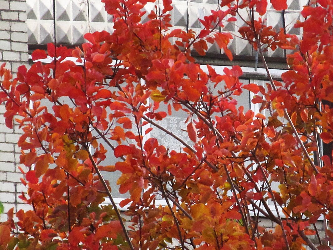 прекрасный октябрь - Елена Шаламова прекрасный октябрь - Елена Шаламова