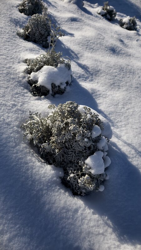 Снежные растения - Мариша 