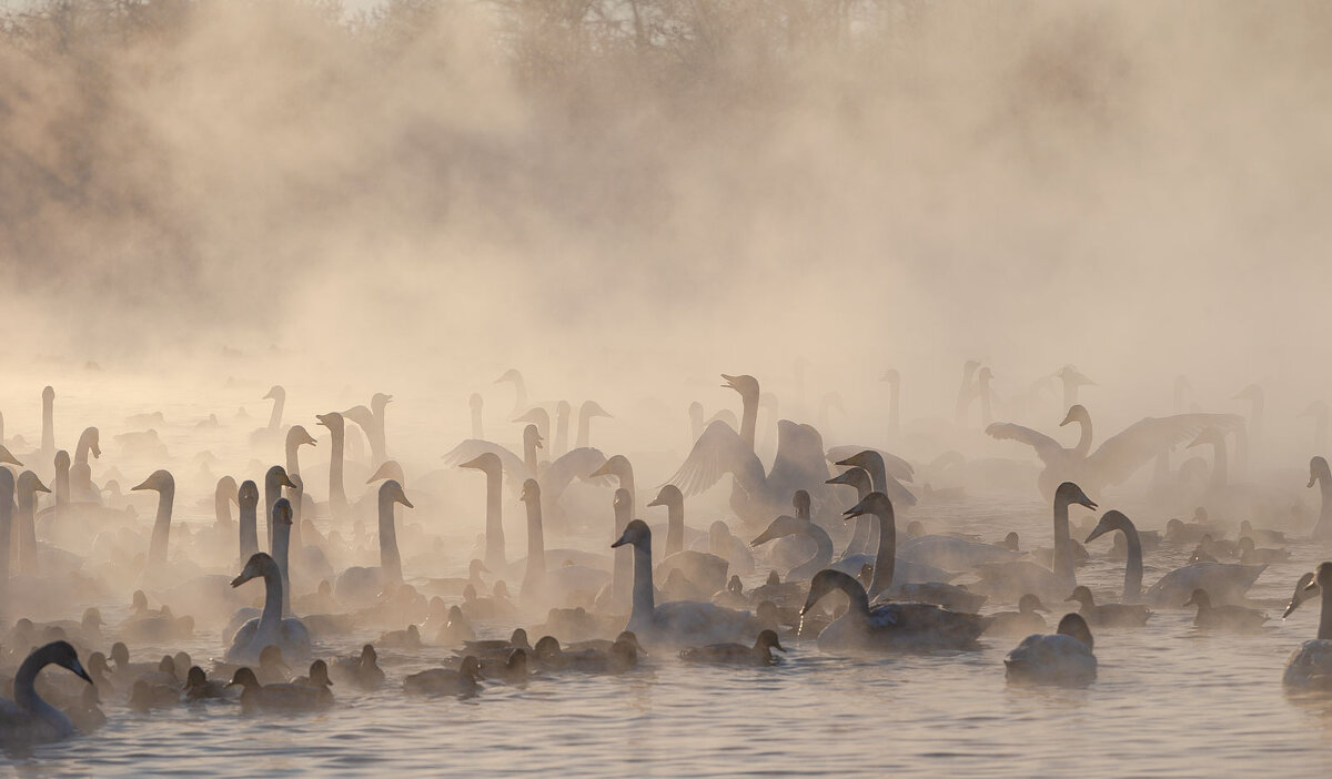 Лебединое озеро....-35 - владимир 