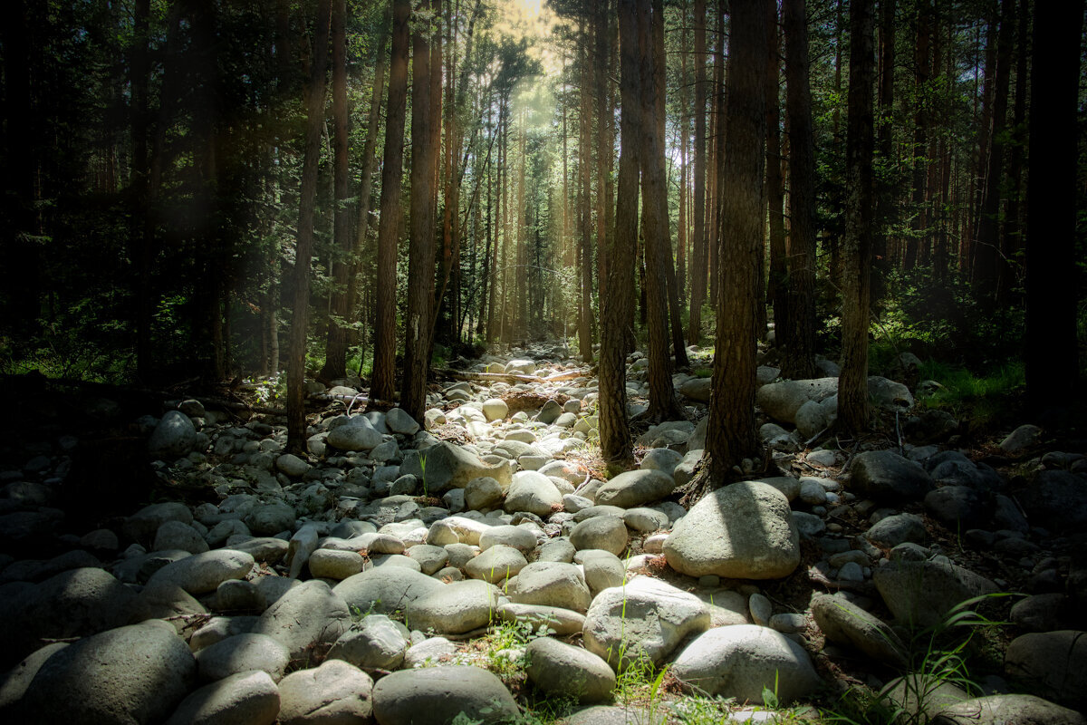 ВОЛШЕБНЫЙ ЛЕС - HART BAD