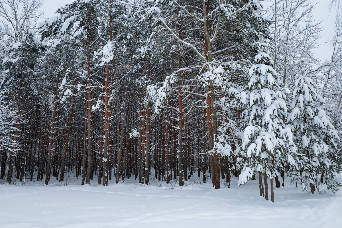 Зимняя природа леса - Александр Синдерёв