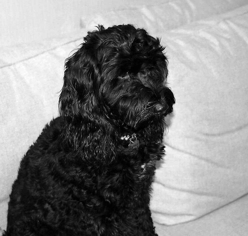 Взгрустнулось... - Светлана 