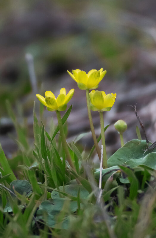 *** - Александр. AVG100 ---
