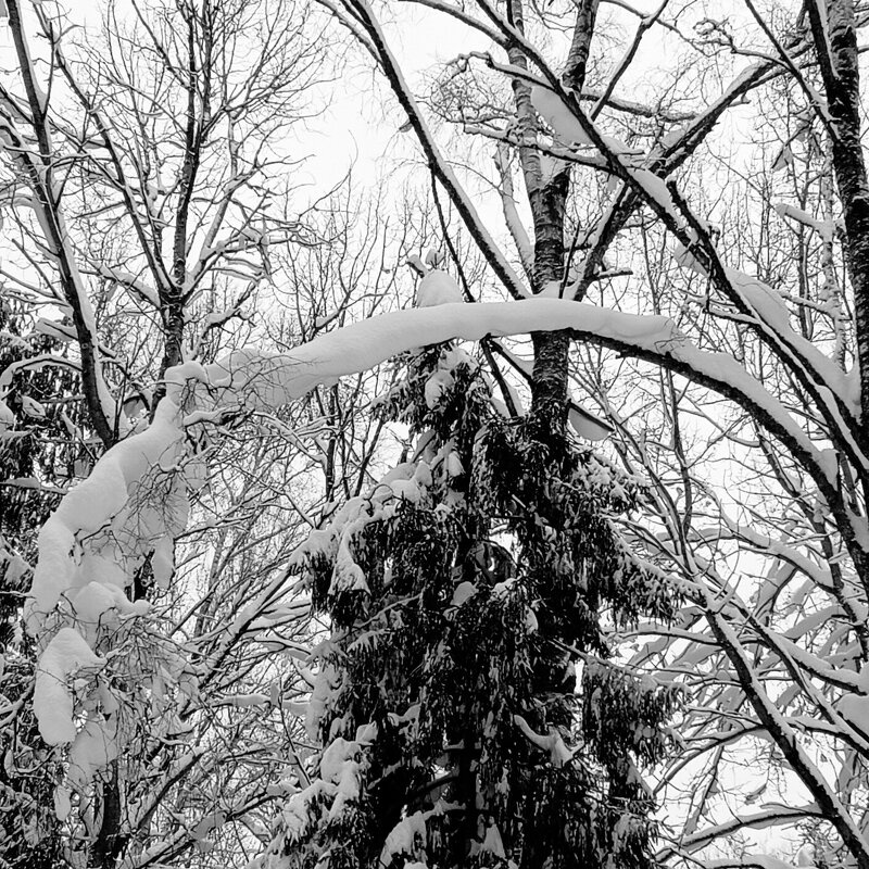 лесное существо разоряет гнезда - Владимир лесное существо разоряет гнезда - Владимир