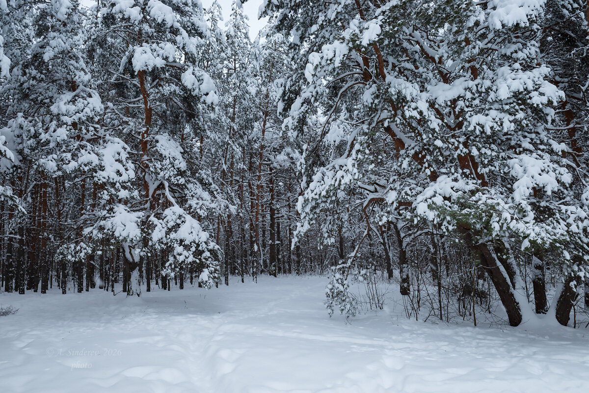 В снежном лесу - Александр Синдерёв