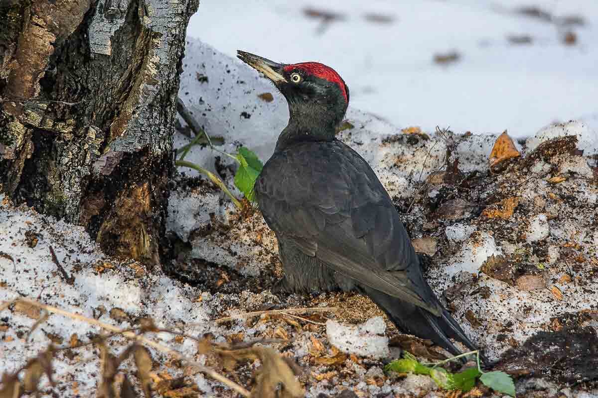 "Археолог". - Nikolay Lovec