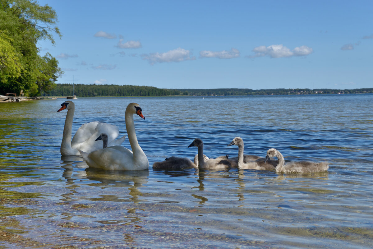 Лебединая семья на озере Виштынец. - Константин 
