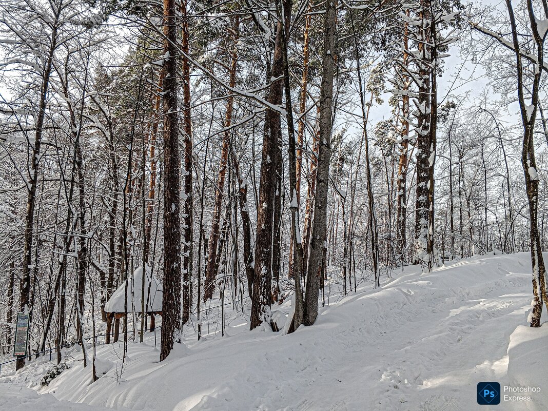 Зимний лес - Юлия Денискина
