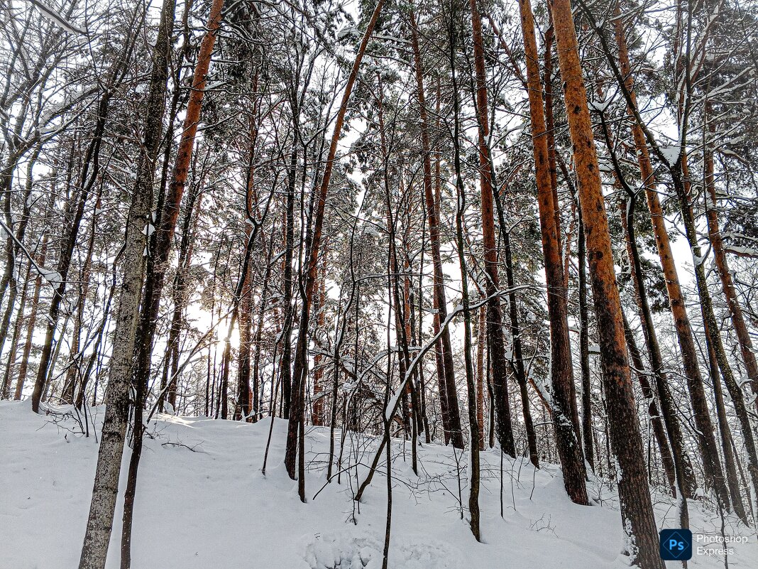 Зимний лес - Юлия Денискина