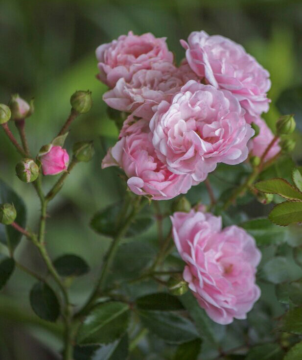 В моем саду - елена беликова