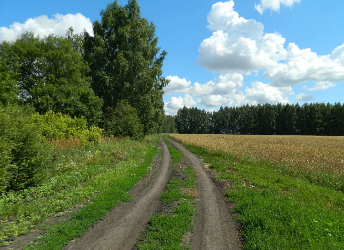ДОРОГИ  ПОЛЕВЫЕ... - Галина 