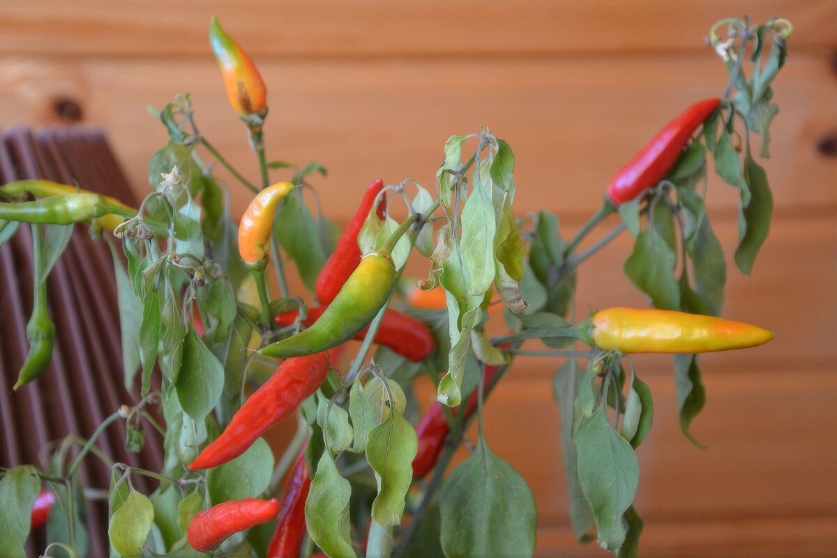 Остренькие. - Михаил Столяров