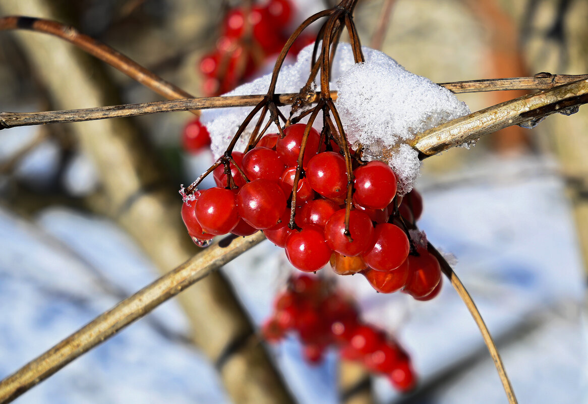 калина красная - Aleksandr калина красная - Aleksandr